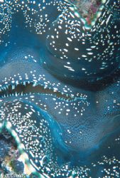 Jabba the Hut - Giant clam closeup, Great Barrier Reef, A... by Pauline Jacobson 